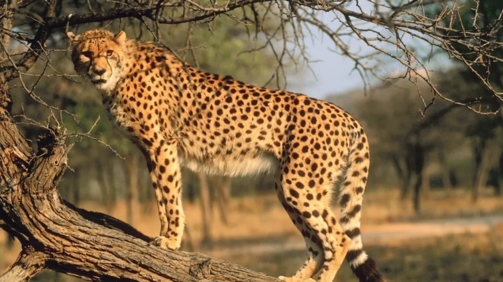 10 Fascinating Facts About Wild Animals You Didn't Know
