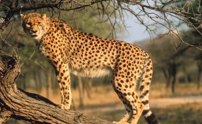 10 Fascinating Facts About Wild Animals You Didn't Know