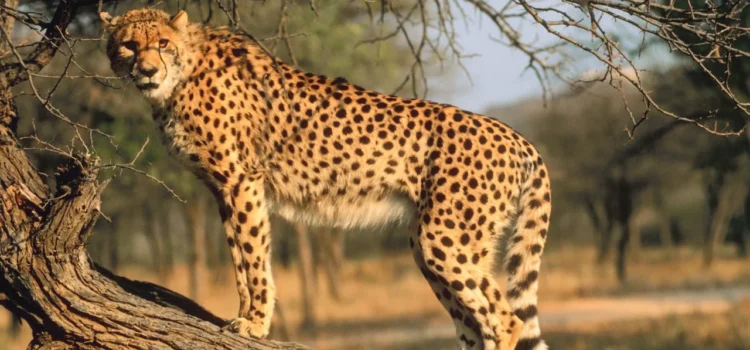 10 Fascinating Facts About Wild Animals You Didn’t Know