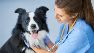 Essential Guide to Your Pet's Dental Health Tips & Facts