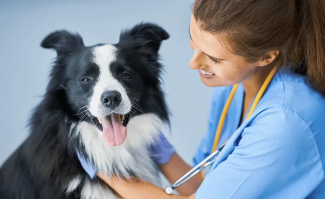 Essential Guide to Your Pet's Dental Health Tips & Facts