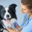 Essential Guide to Your Pet’s Dental Health: Tips & Facts