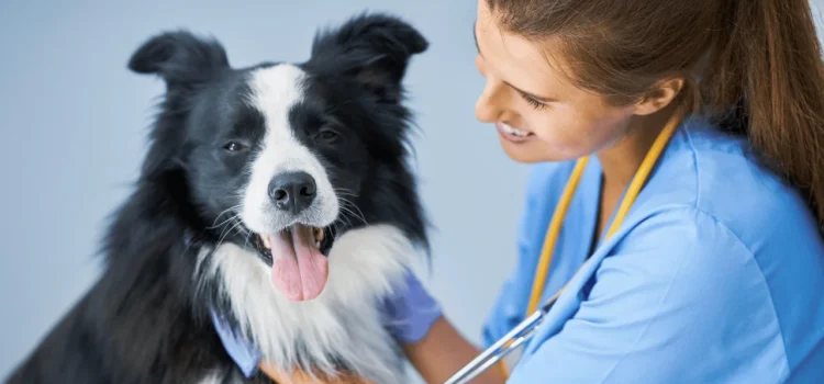 Essential Guide to Your Pet’s Dental Health: Tips & Facts