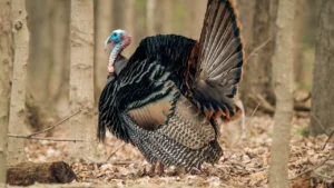 Attract Wild Turkeys to Your Yard 4 Effective Ways