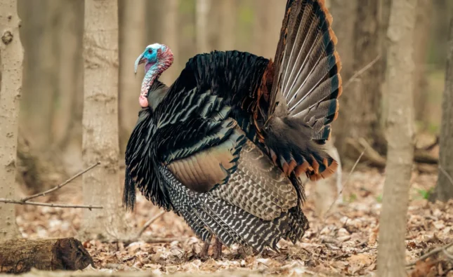 Attract Wild Turkeys to Your Yard 4 Effective Ways