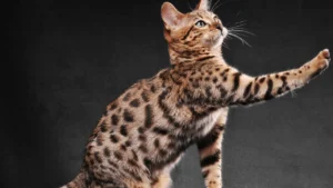 Bengal Cat The Most Popular Cat Breed on Google