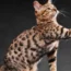 Bengal Cat: The Most Popular Cat Breed on Google