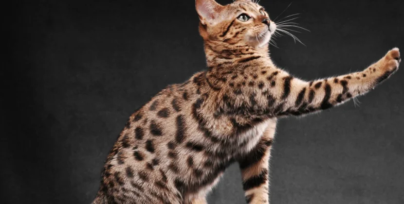 Bengal Cat The Most Popular Cat Breed on Google