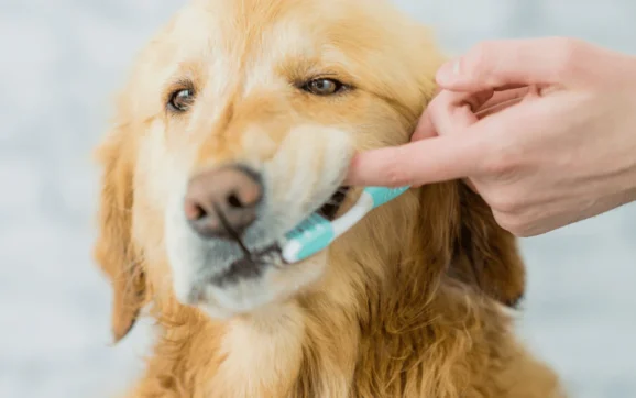 Dental Toys for Your Pet: The Ultimate Guide to Pet Dental Care