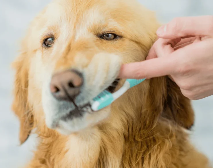 Dental Toys for Your Pet: The Ultimate Guide to Pet Dental Care