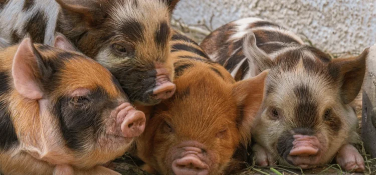 The Emotional Intelligence of Pigs