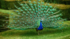 A peacock displaying his feathers to attract a female peahen.