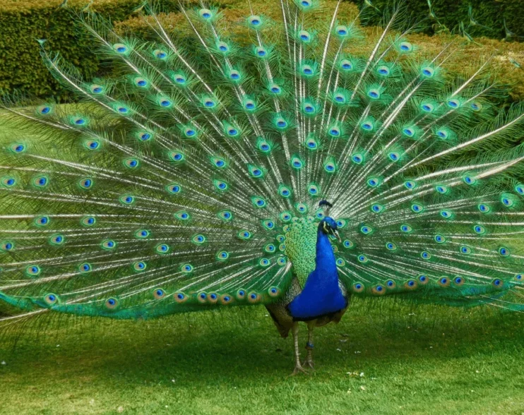 A peacock displaying his feathers to attract a female peahen.